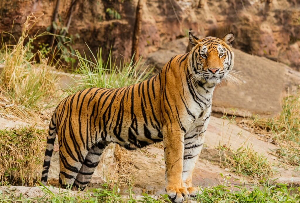Tiger standing on a grassy ground.