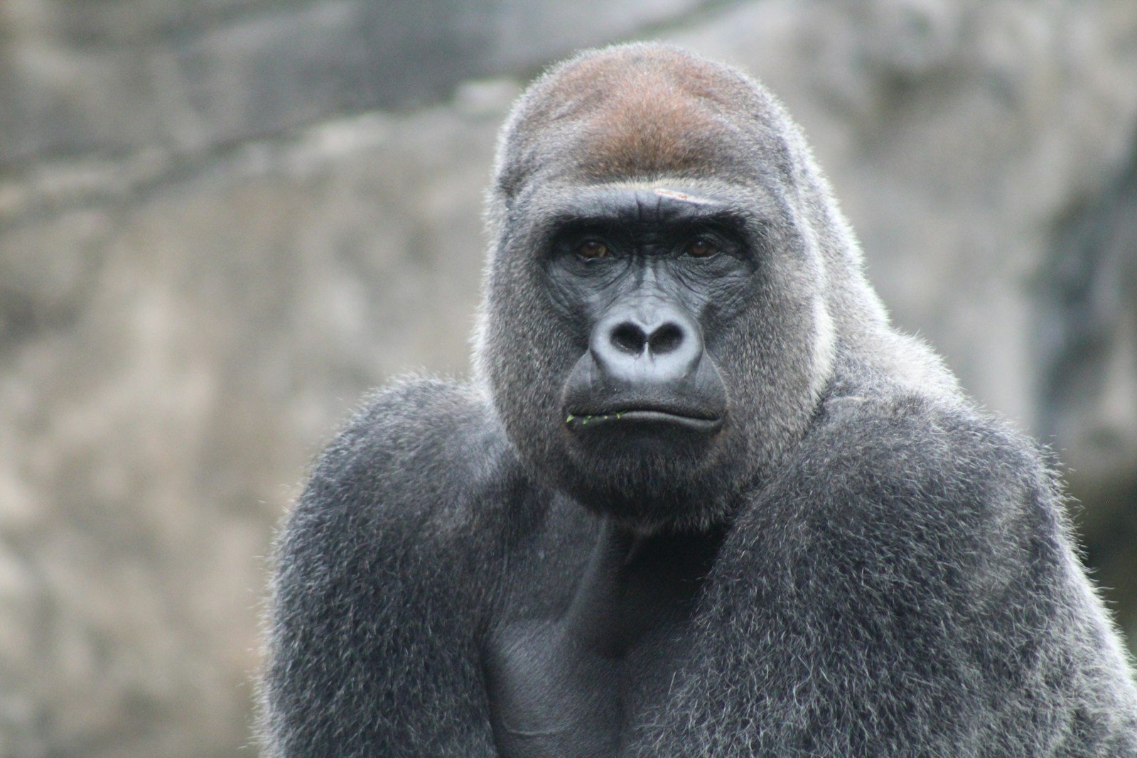 Silver back gorilla.