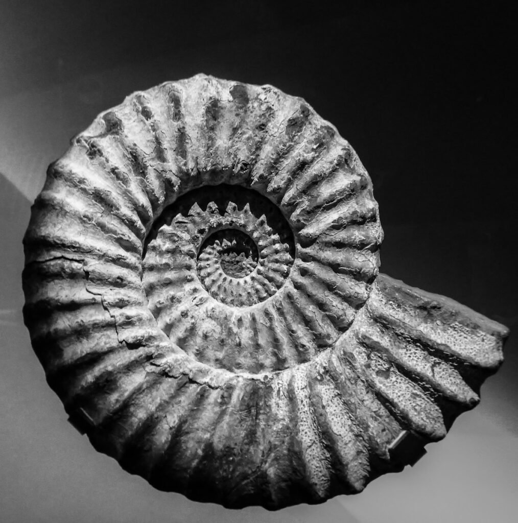 Grey shell fossil.