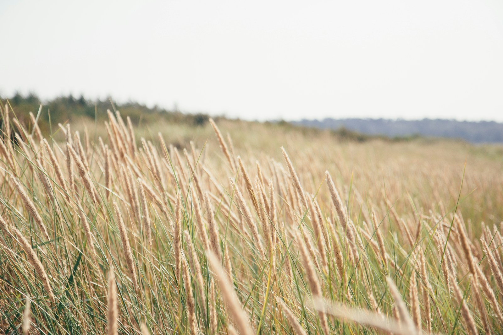 The Battle for the Great Lakes: Why Phragmites Are Choking Out Native Wetlands