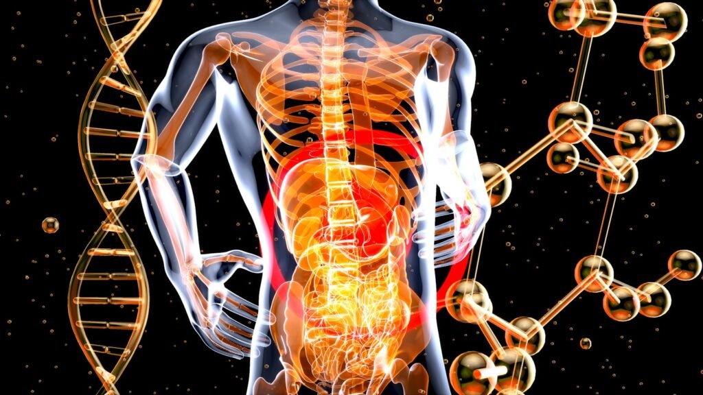 3D image of the human body and the structure of the body.