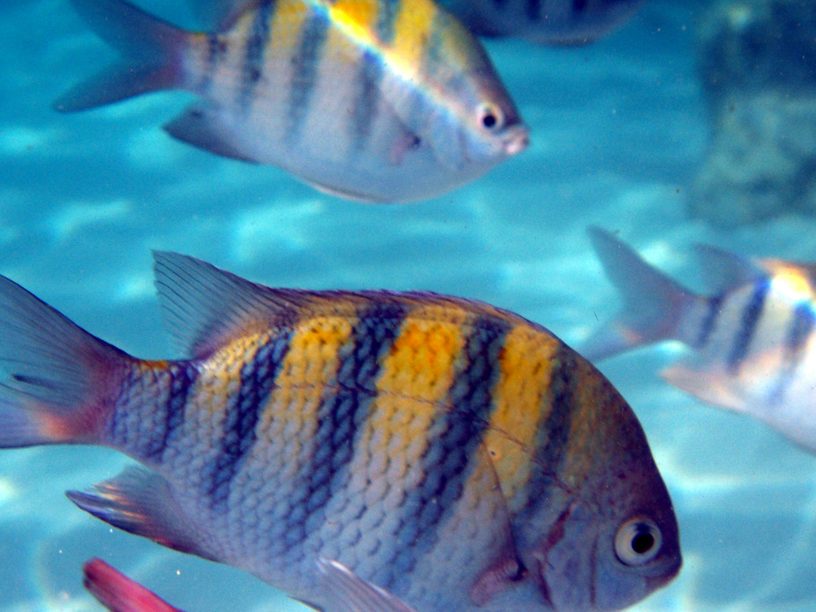 9 Species That Can Change Their Sex to Survive