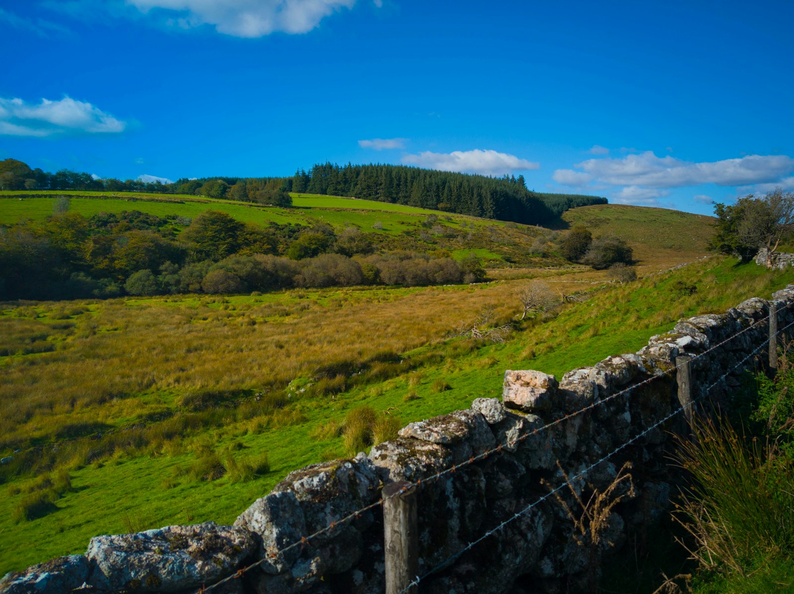 How Rewilding Projects Are Transforming the British Countryside