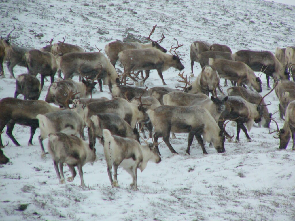 Caribou herd