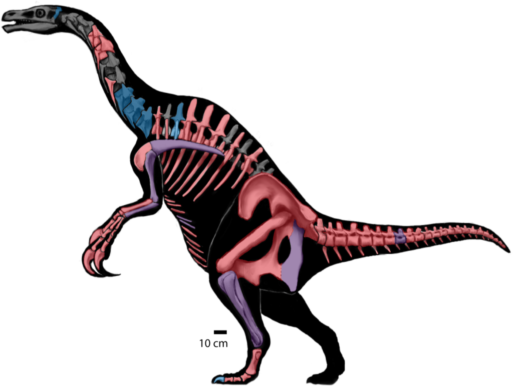 Nothronychus sp. skeletal reconstruction.