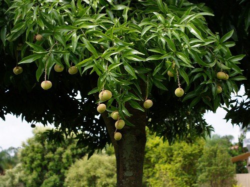 Fruit trees, megafauna
