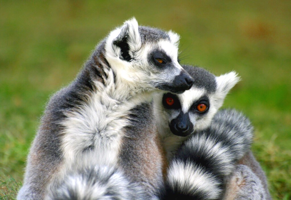 Two lemurs next to each other.