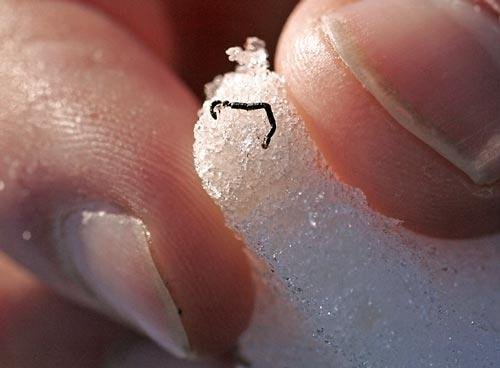 Ice worm, Alaska
