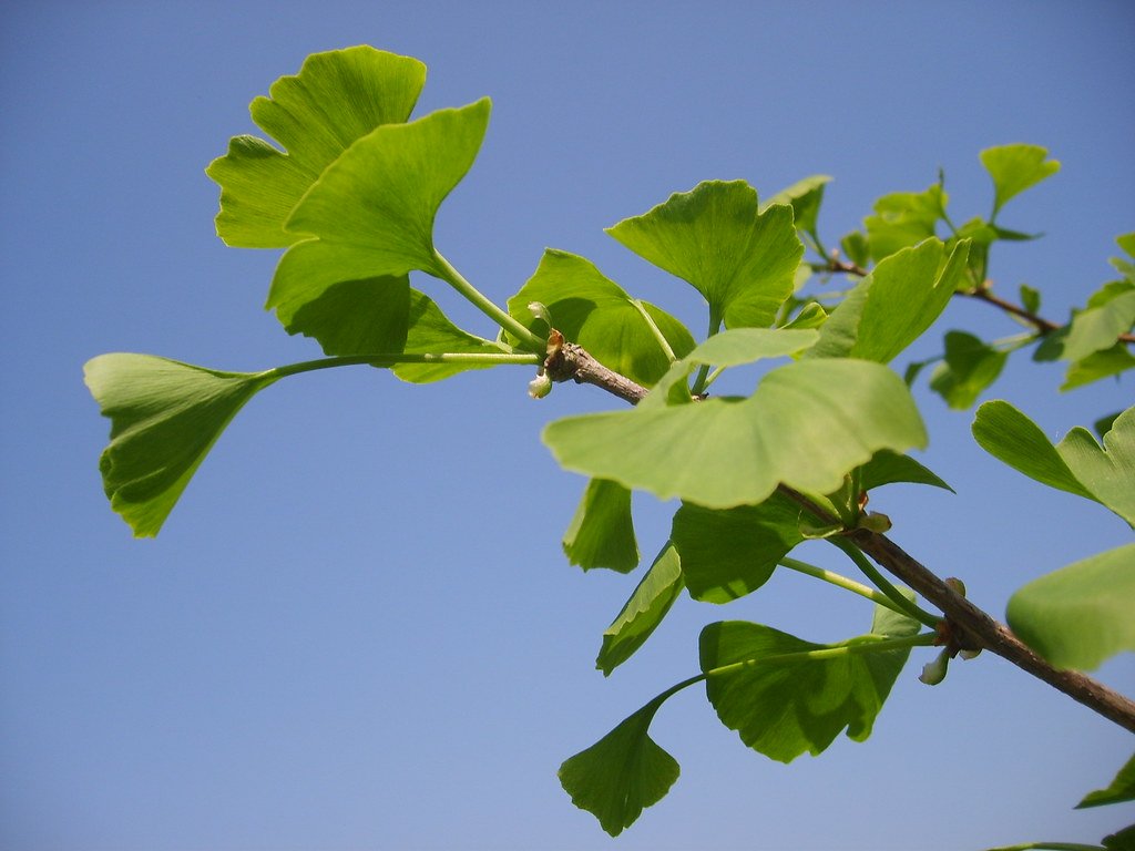 Gingko biloba.
