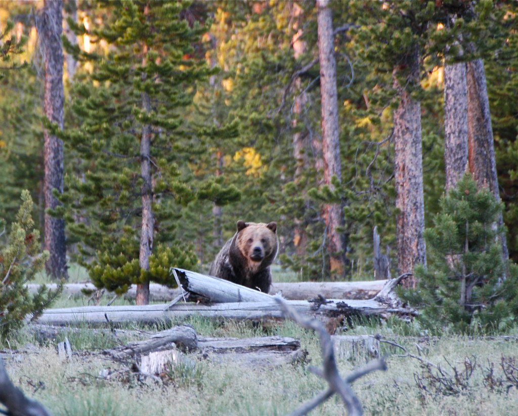 Grizzly Bear