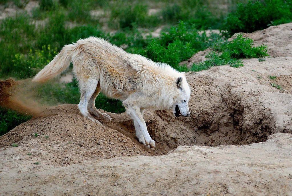 One of many wild animals now living free in The Wild Animal Sanctuary northeast of Denver, Colorado. 