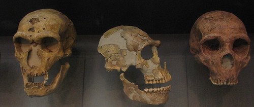 Human evolution, Neanderthals