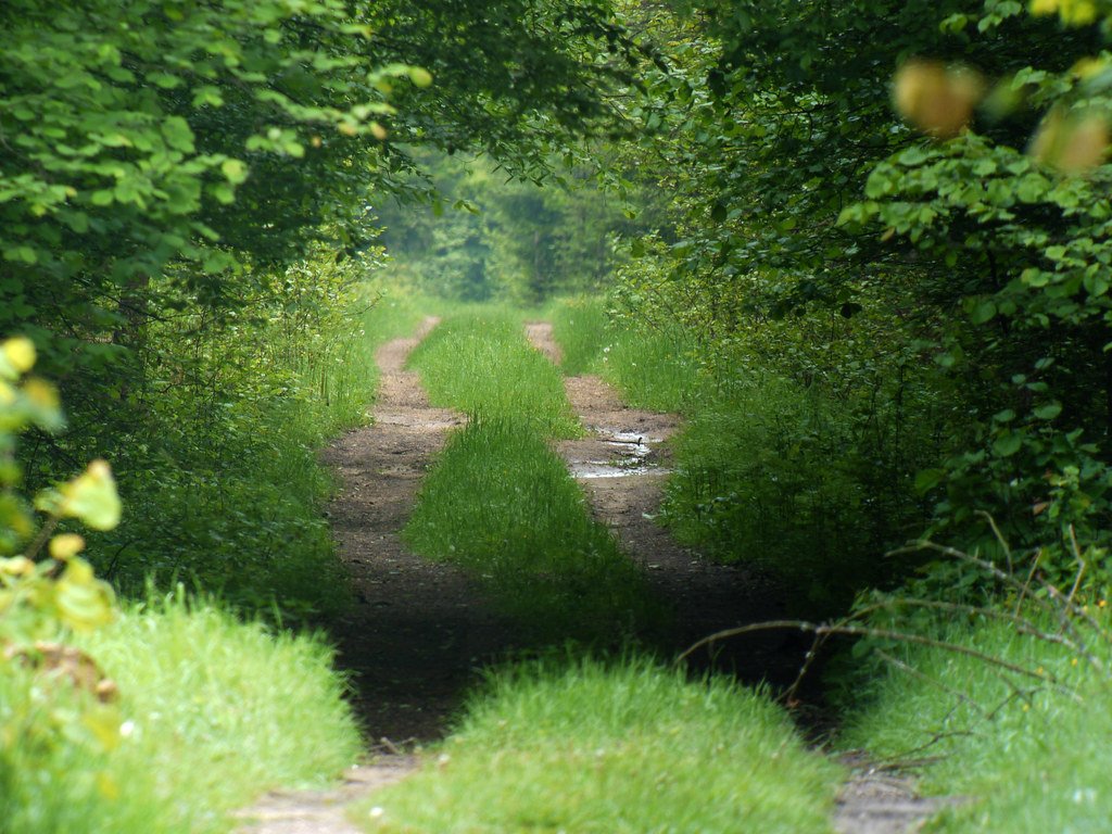 The spot of our wolf observation in Białowieża Forest.