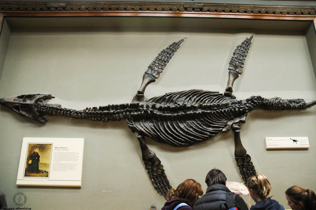 Mary Anning's Plesiosaur.