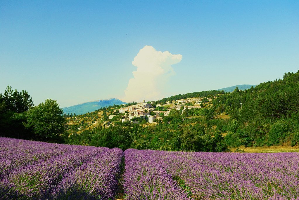 Lavender Fields of Provence