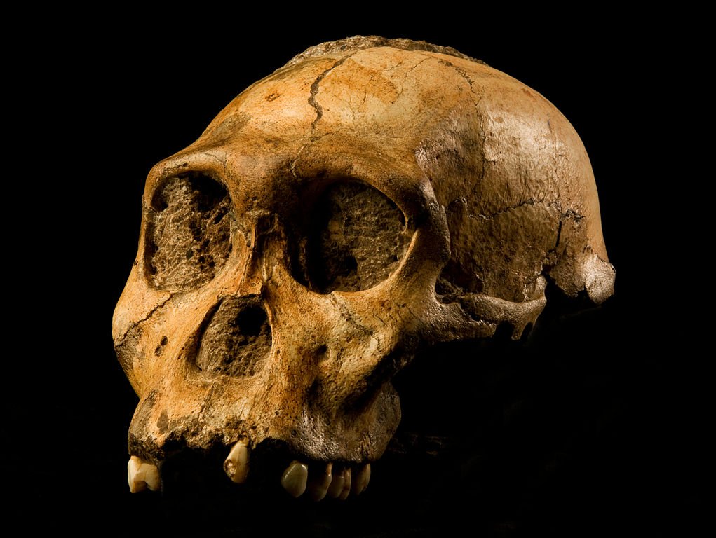 Human evolution missing link