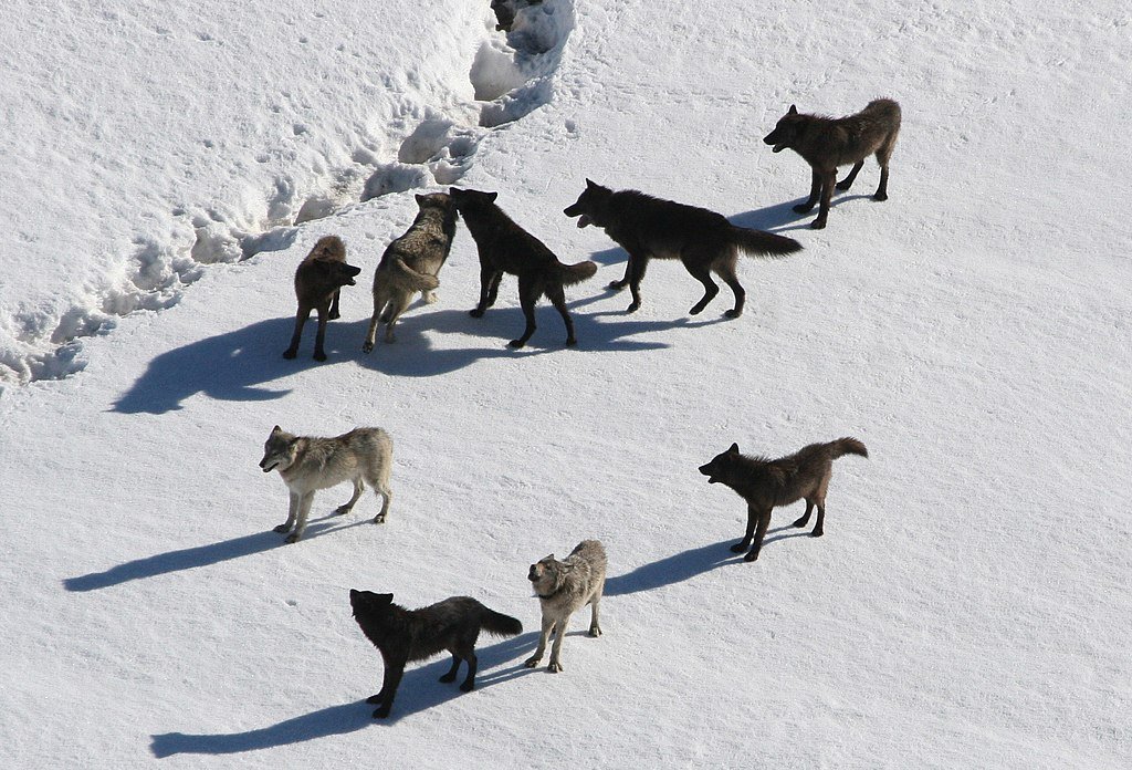 Yellowstone wolves, wolf pack