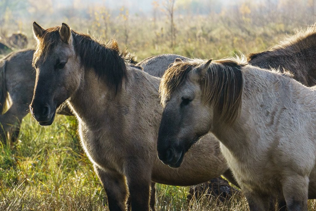 Konik Ponies.