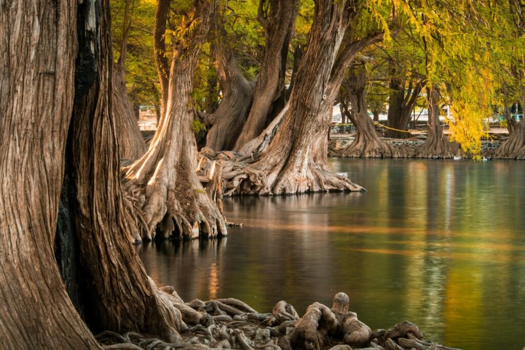 Majestic bald cypress trees by a tranquil swamp .