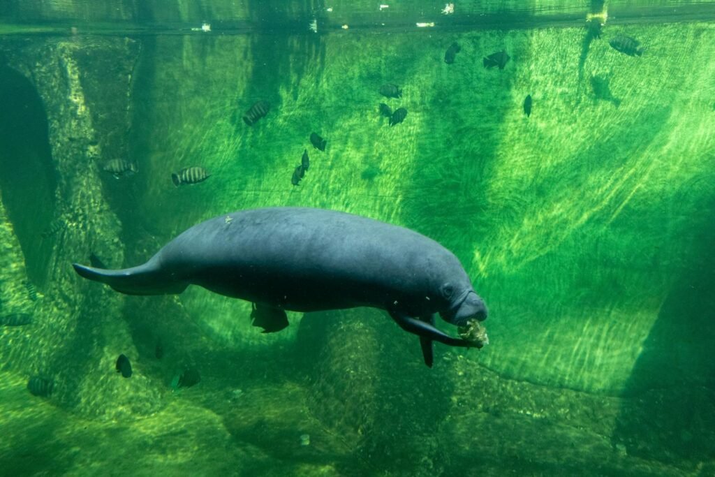 A majestic manatee gracefully swims in a clear aquarium, showcasing marine beauty.