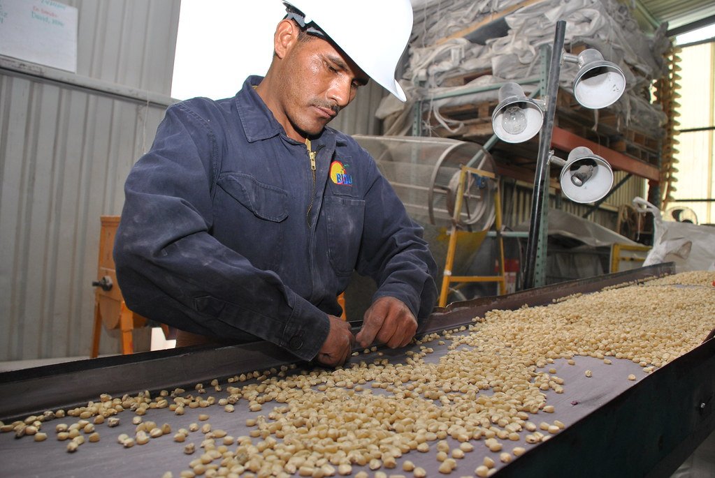 Maize seed quality control.