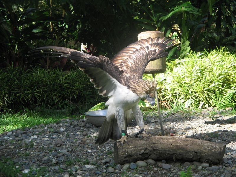 Philippine Eagle