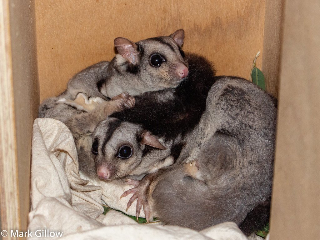 Mahogany Gliders.