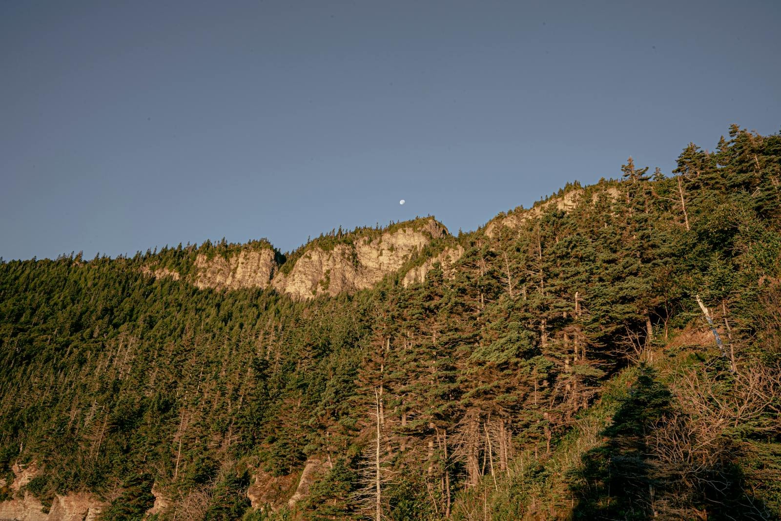 From Dense Forests to Open Pastures: How the Landscape Was Altered