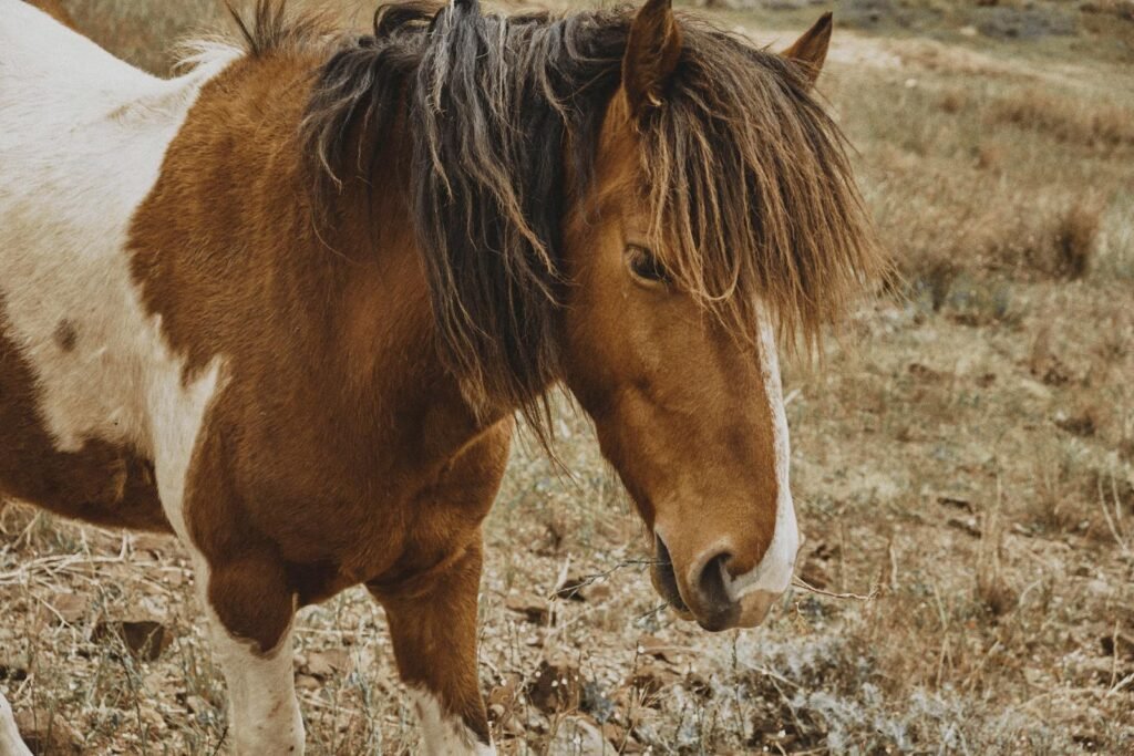 Wild horse with lush mane grazing in the countryside of Porto Santo, Madeira.