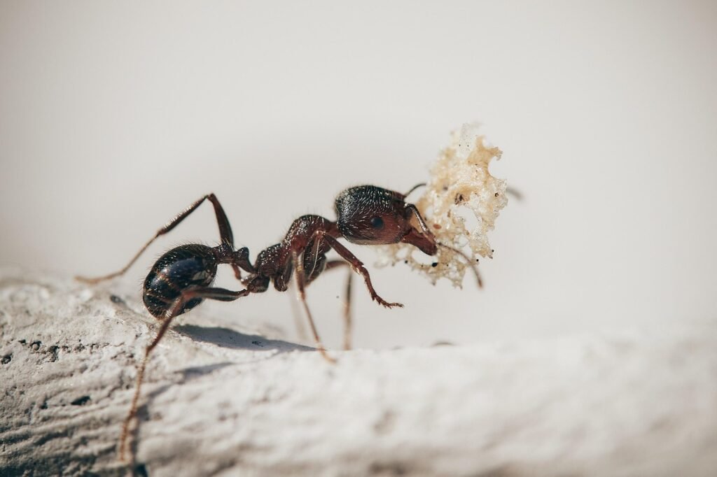 Ants: The Tiny Architects