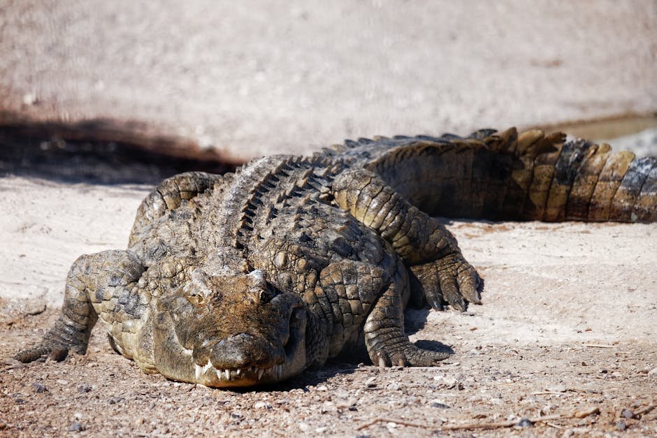 3. The Saltwater Crocodile: Ancient Predators (image credits: pexels)