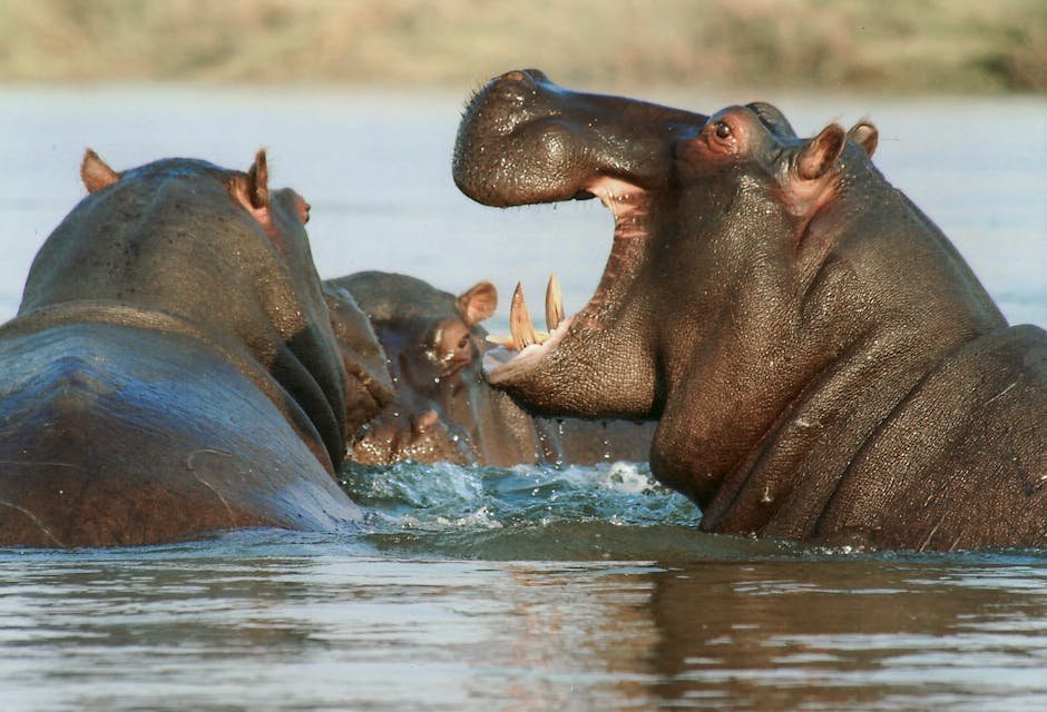 6. The Hippopotamus: River Behemoths (image credits: pexels)