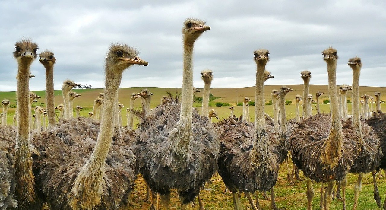 9. The Ostrich: Flightless Giants (image credits: pixabay)