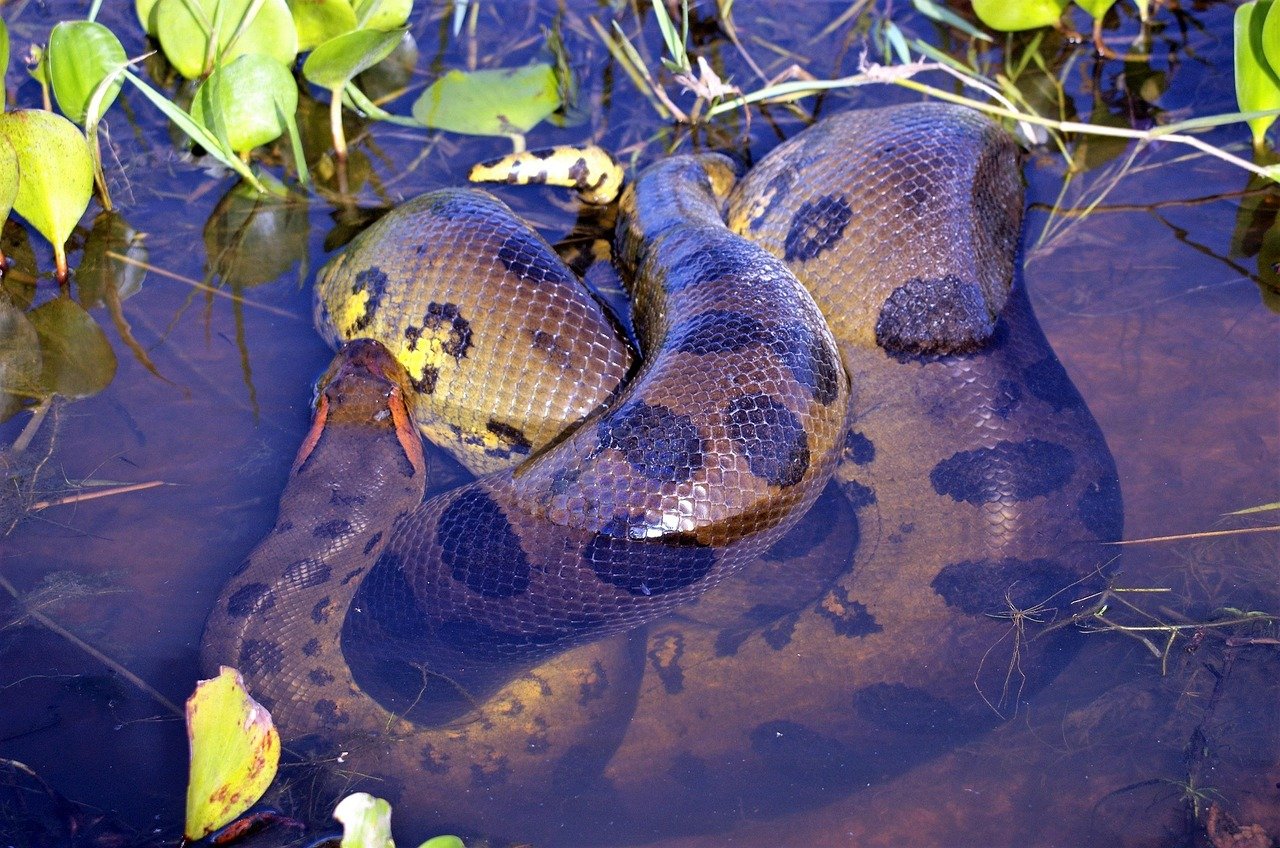 10. The Green Anaconda: Slithering Giants (image credits: pixabay)