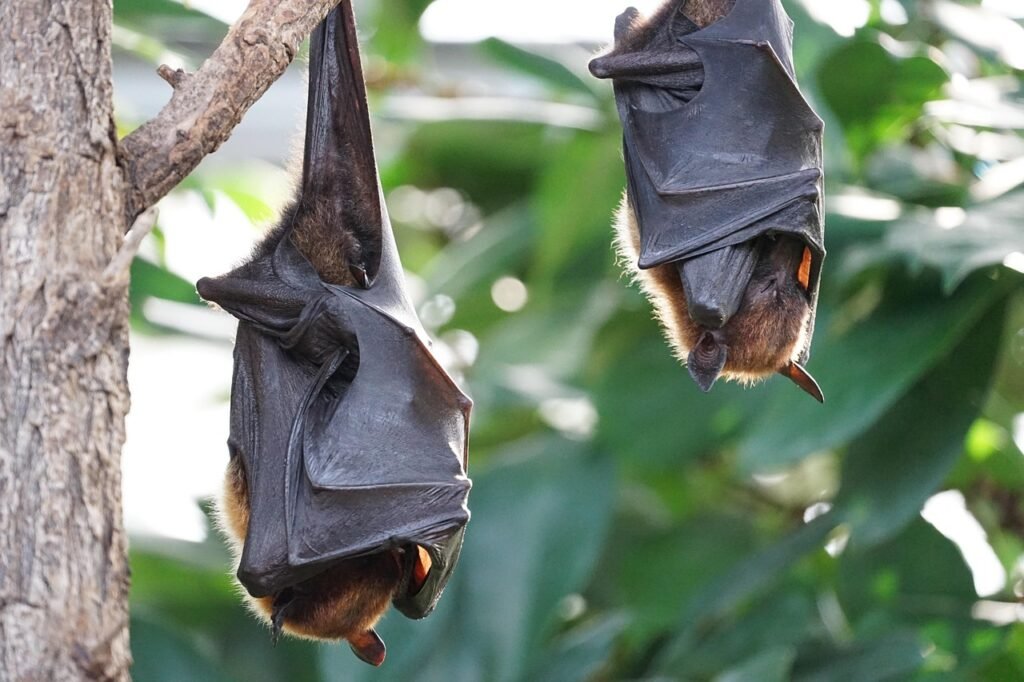 Sonar Capabilities: The Echolocating Bats