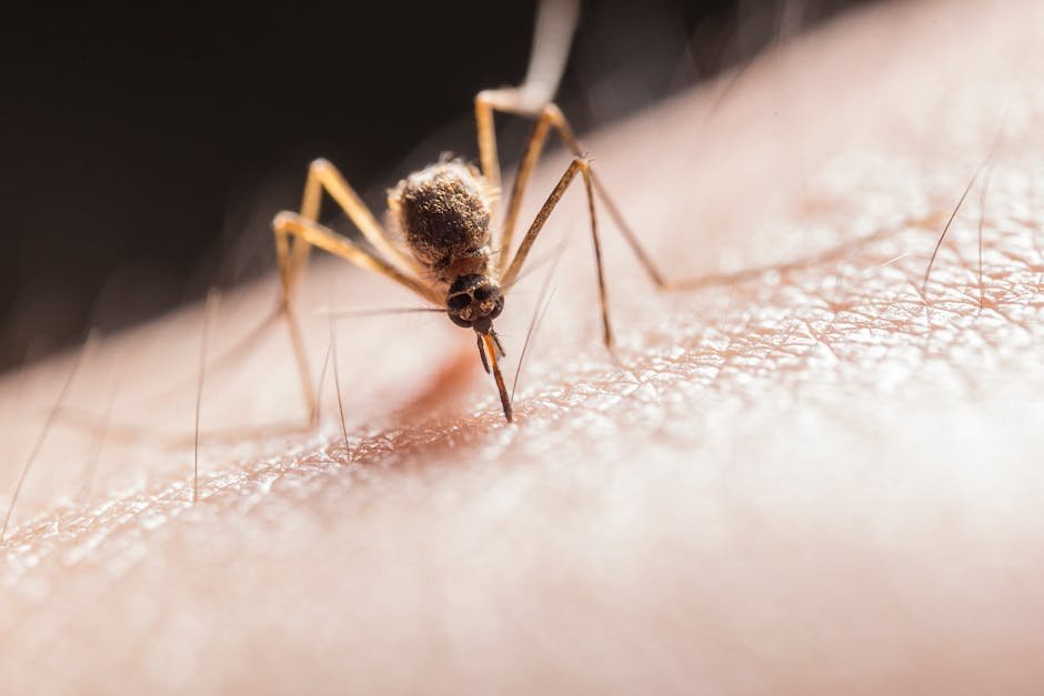 First Steps After a Sting or Bite (image credits: pexels)