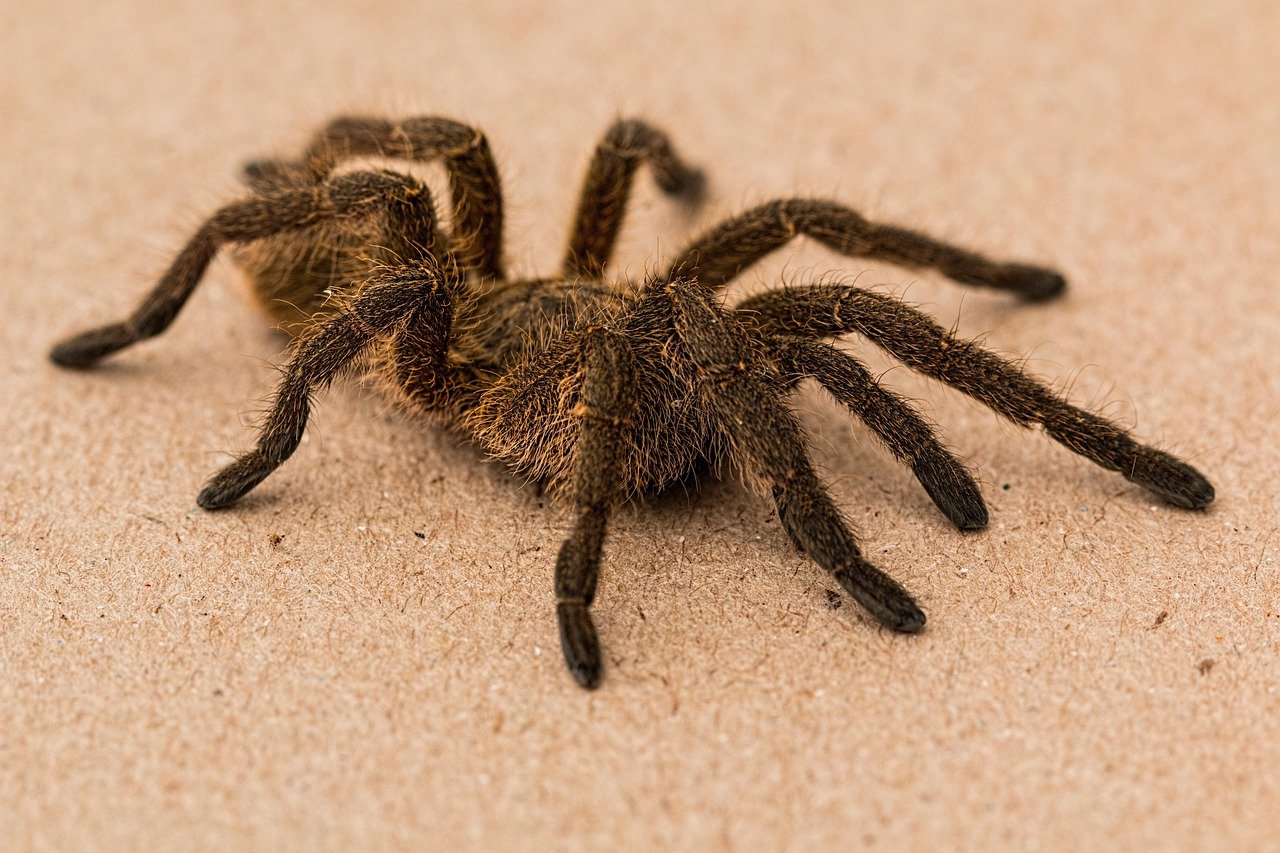 Dealing with Venomous Bites (image credits: pixabay)