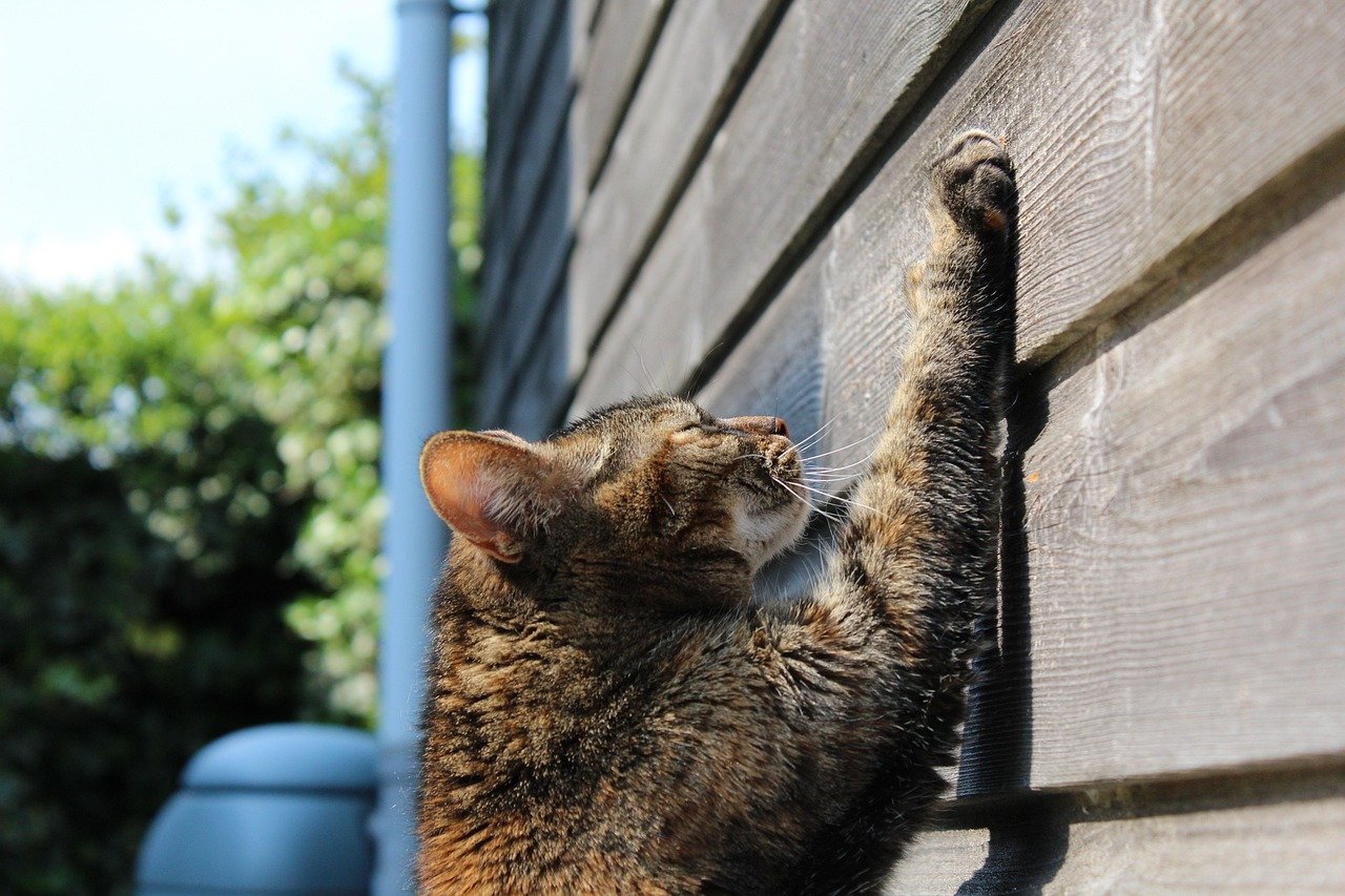 Managing Scratches from Wildlife (image credits: pixabay)