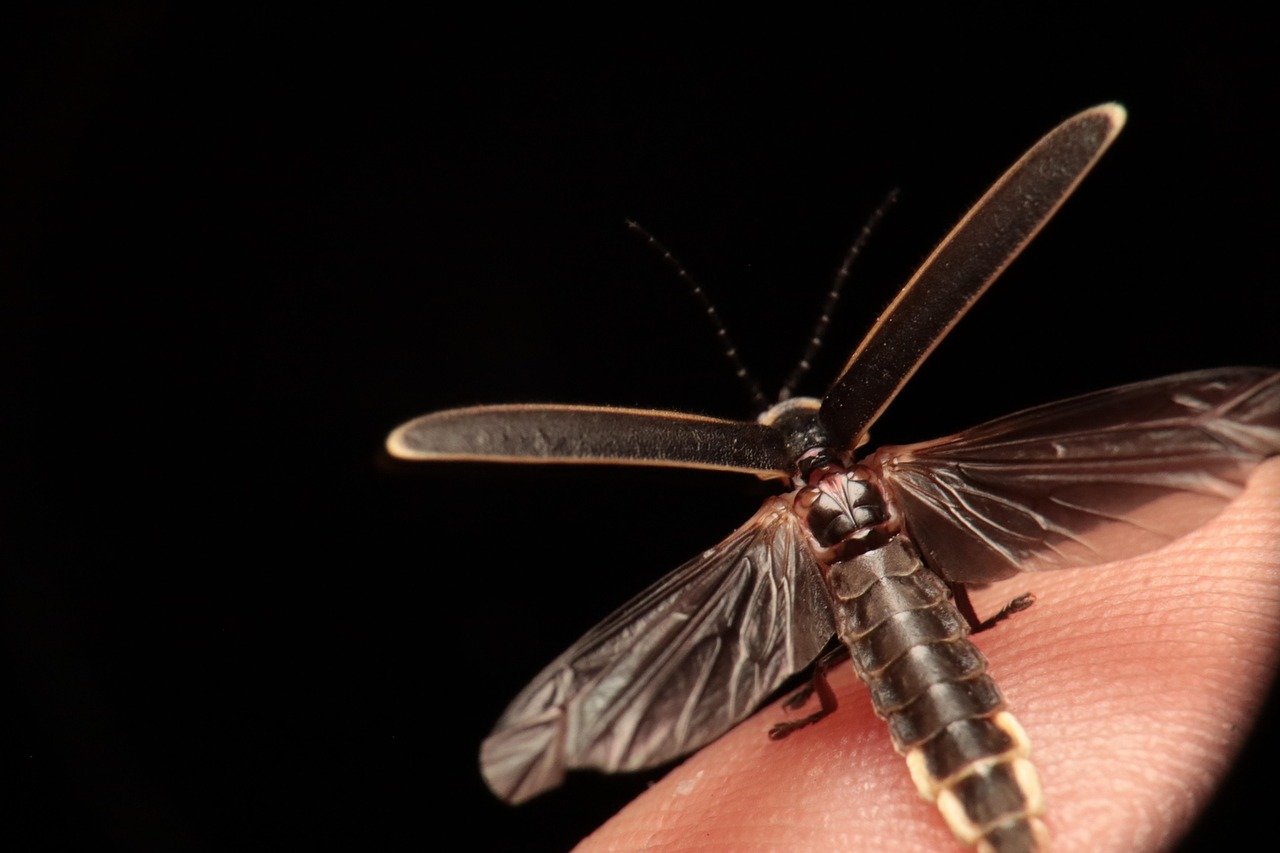 Variations Across Firefly Species (image credits: pixabay)