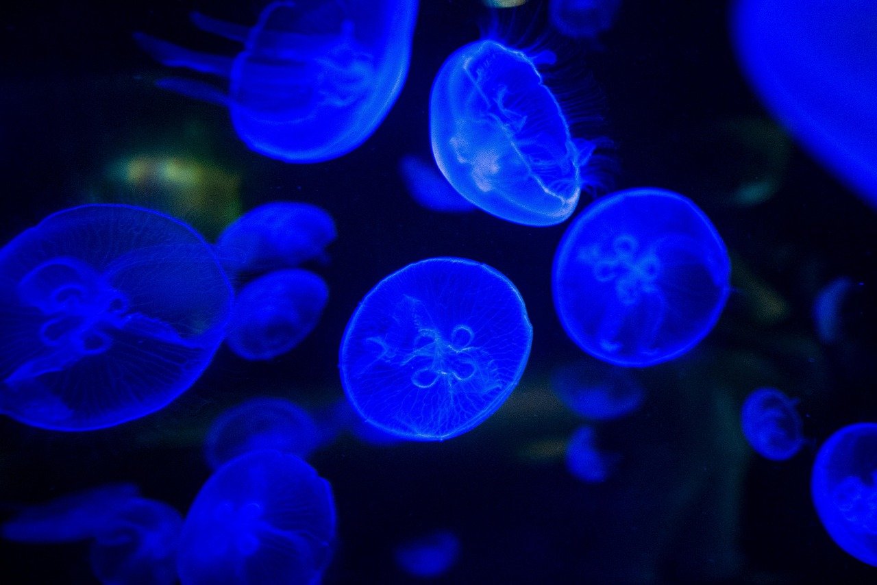 Bioluminescence Beyond Fireflies (image credits: pixabay)
