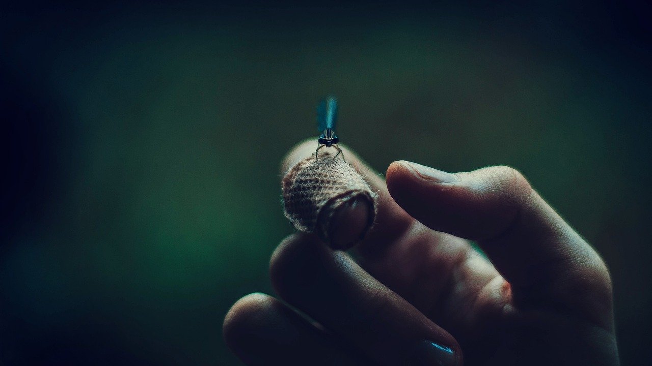 Protecting the Magic of Fireflies (image credits: pixabay)