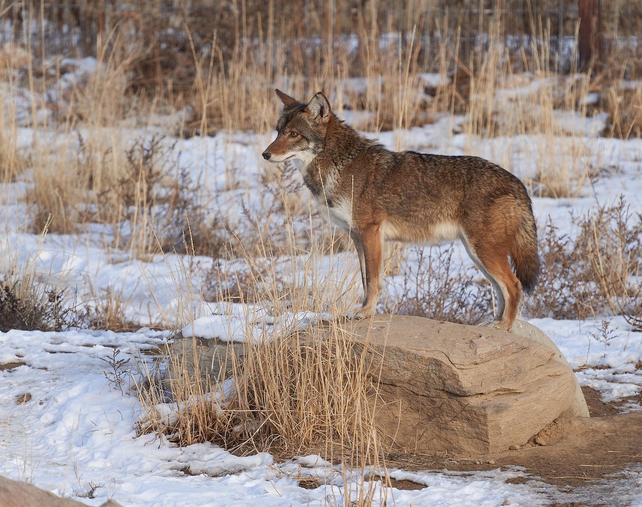The Elusive Coyote (image credits: pixabay)