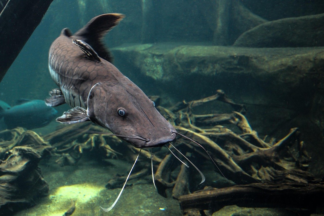 Comparisons with Other Electric Animals (image credits: pixabay)