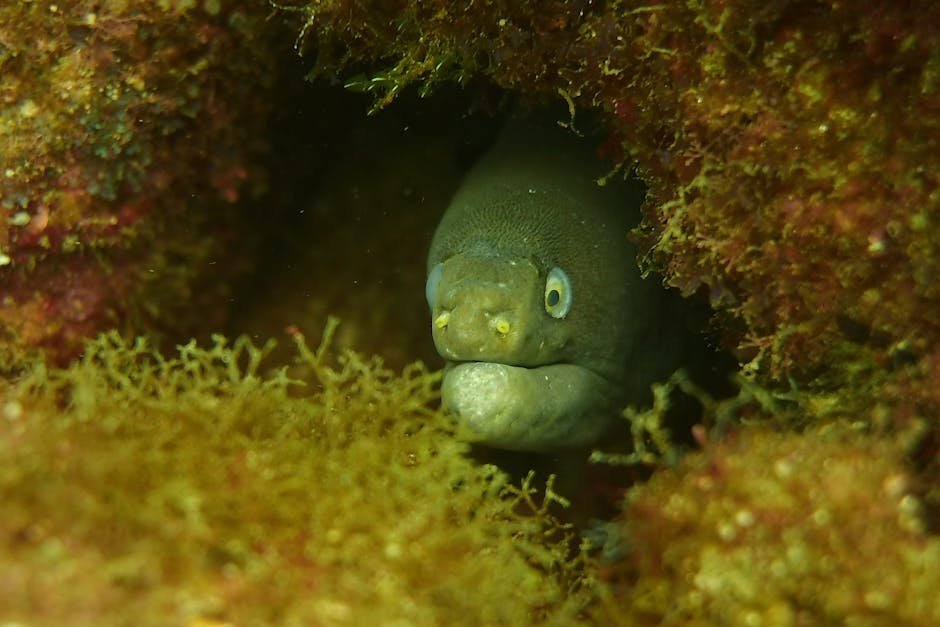 The Role of Electric Eels in Ecosystems (image credits: pexels)