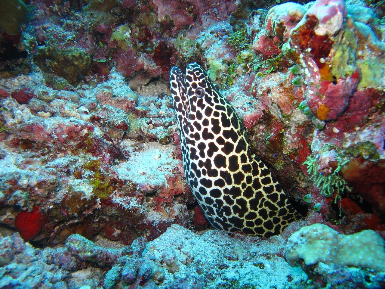 Challenges and Conservation Efforts (image credits: pixabay)