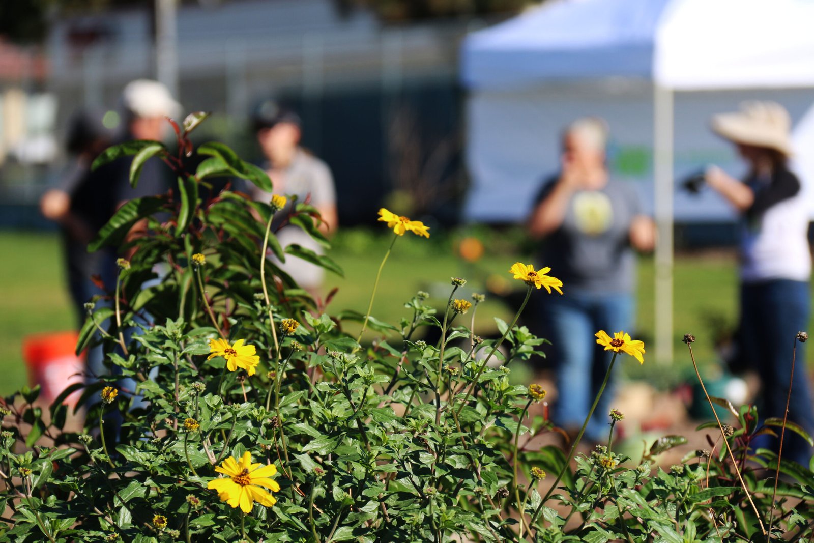 The Symbiotic Dance of Evolution (image credits: wikimedia)