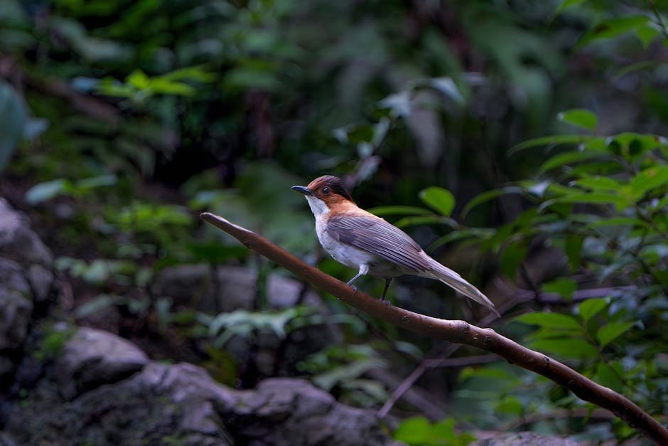 Providing Shelter and Habitats (image credits: pexels)