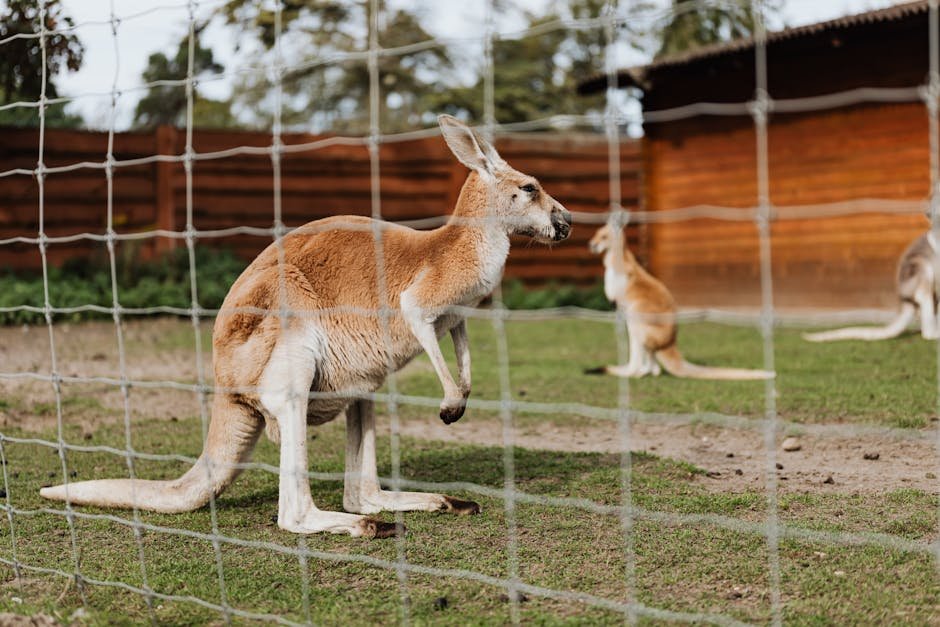 Red Kangaroo: The Iconic Jumper (image credits: pexels)