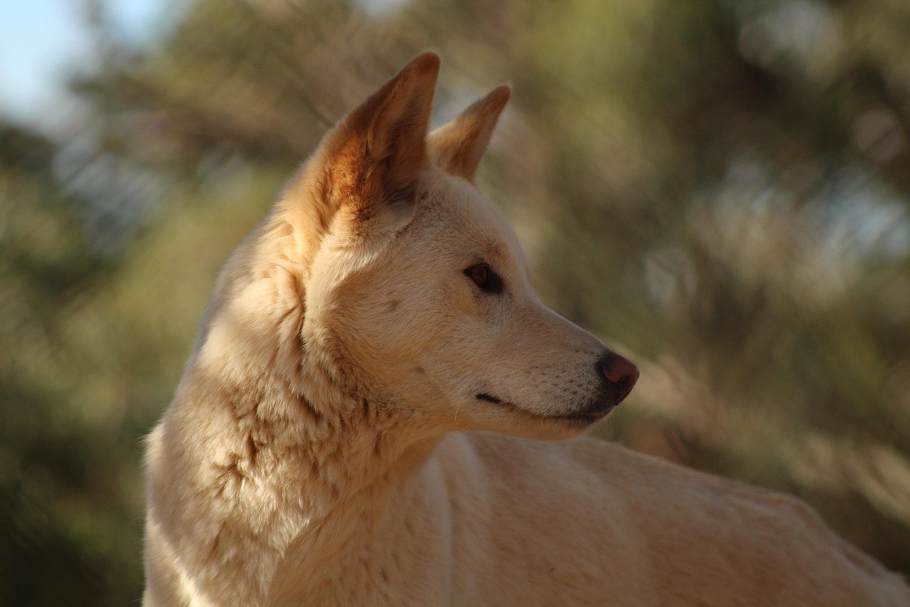 Dingo: The Wild Canine (image credits: pixabay)