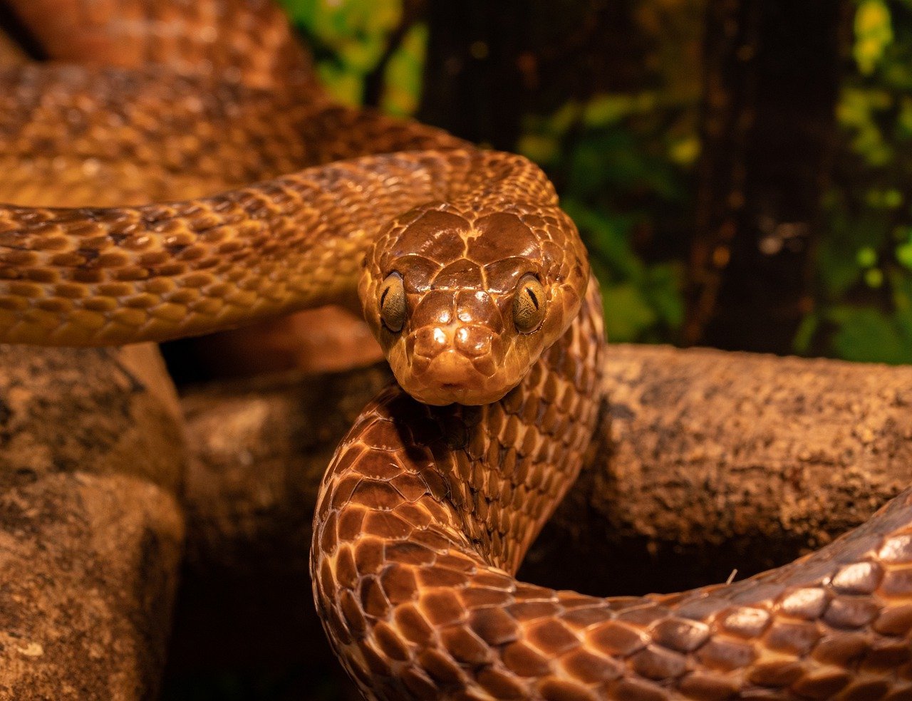 Eastern Brown Snake: The Silent Threat (image credits: pixabay)